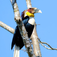Wreathed Hornbill